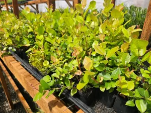 4-Pack Salal Berry Bush Plants, 2 Year Old, 4-inch Pots.