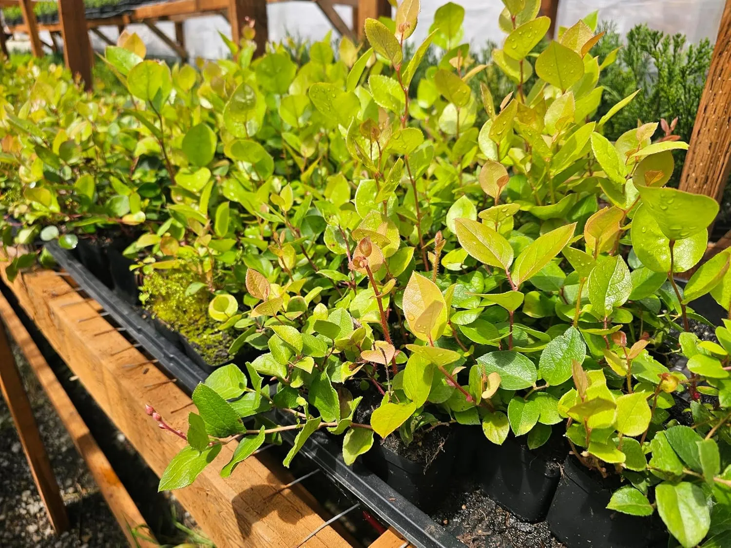 4-Pack Salal Berry Bush Plants, 2 Year Old, 4-inch Pots.