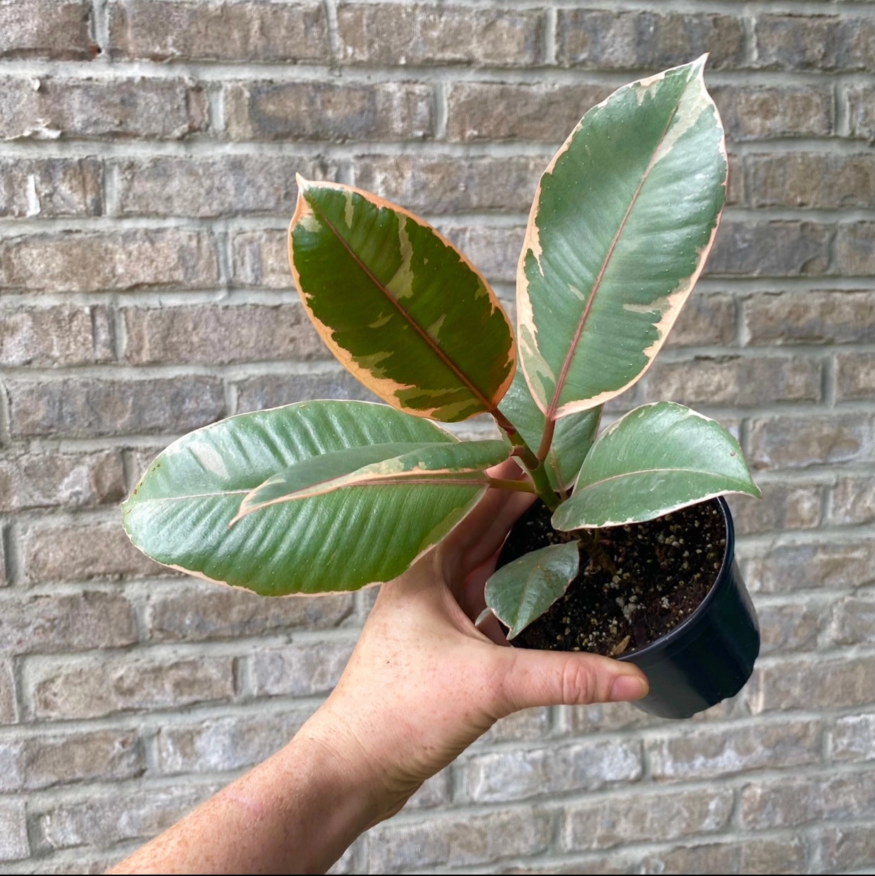 Ficus Tineke