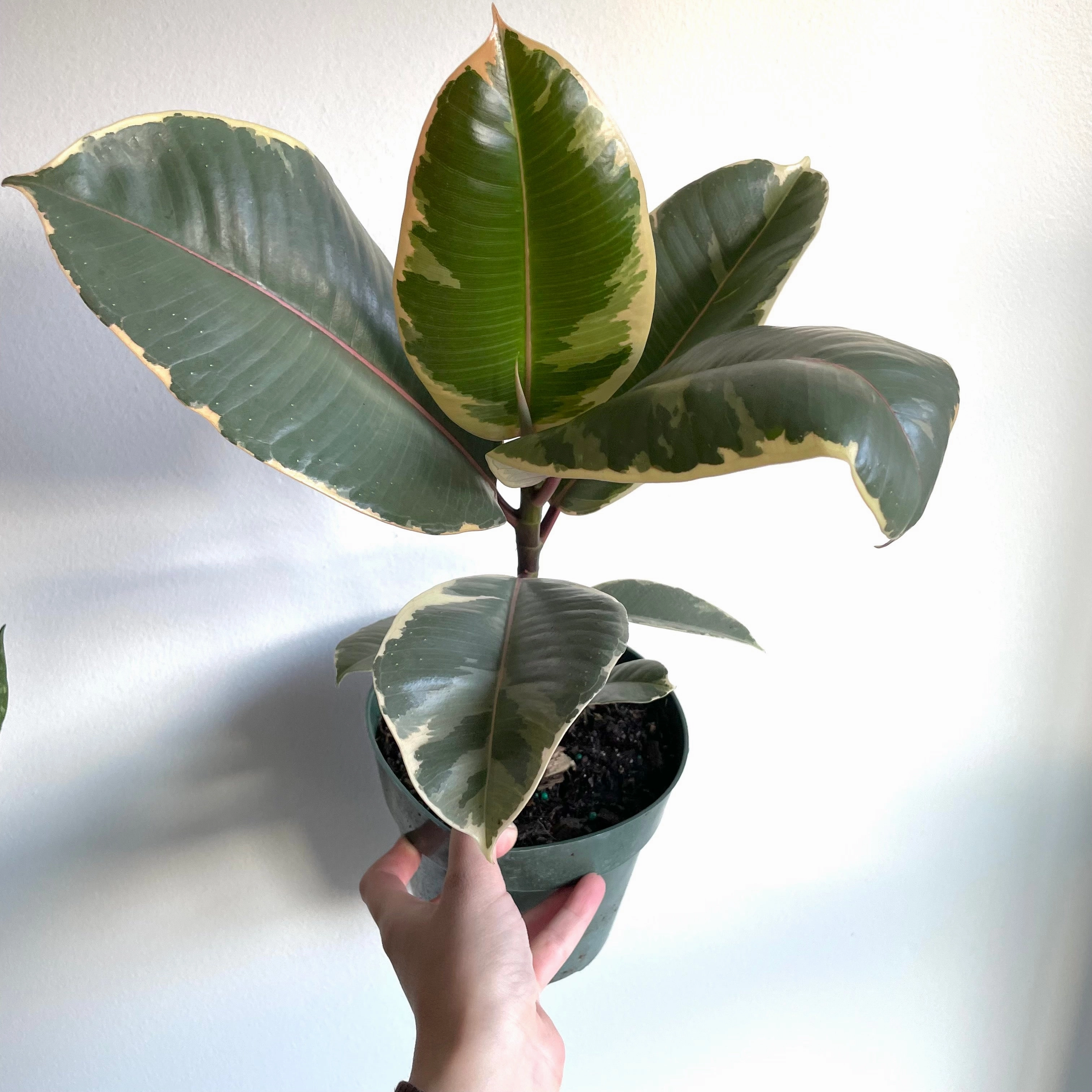 Ficus Tineke