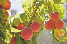 Honey Babe Dwarf Peach