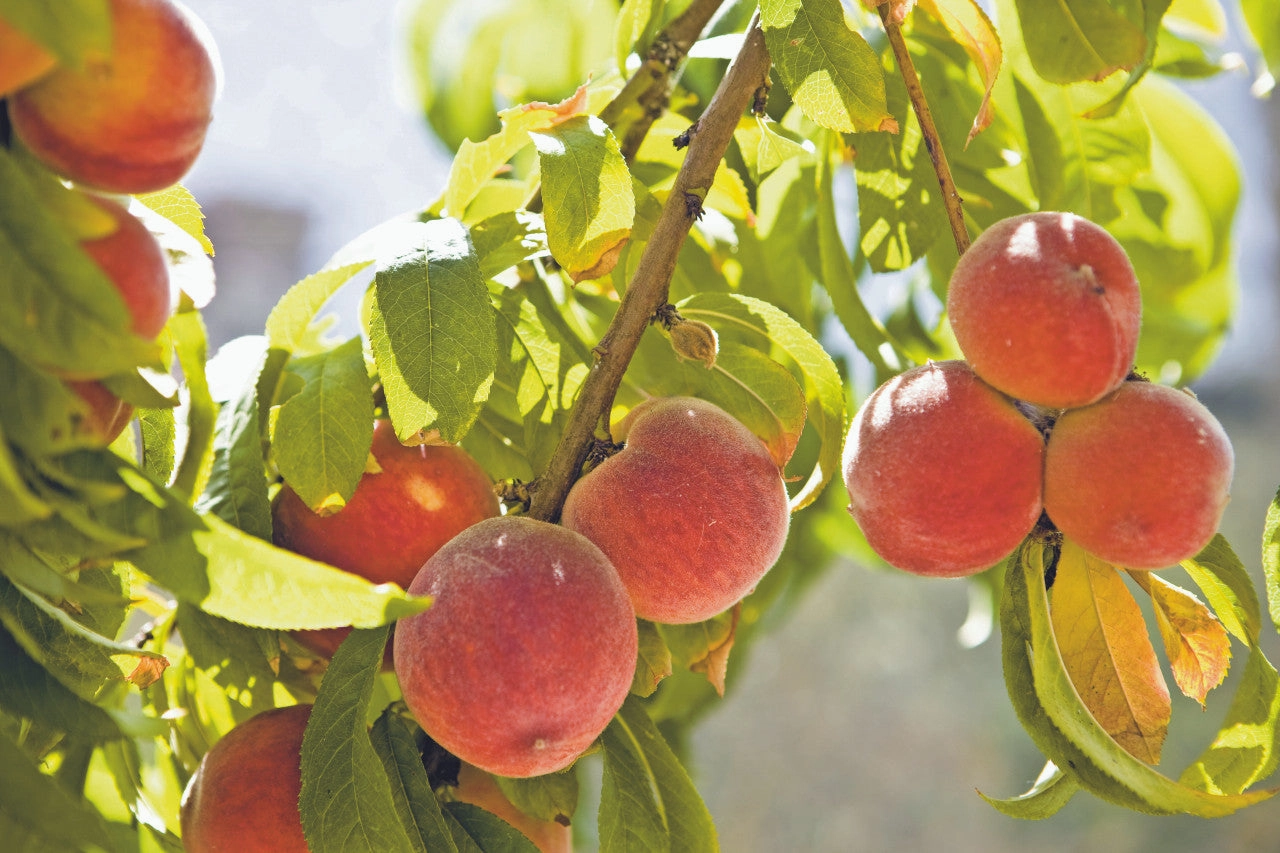 Honey Babe Dwarf Peach